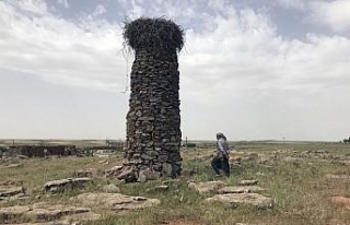 Köylüleri zehirli yılanlardan leylekler koruyor