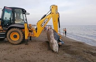 Plaja 4 metrelik balina ölüsü vurdu