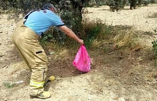 Şehir merkezinde yakalandı: Yılana sandılar