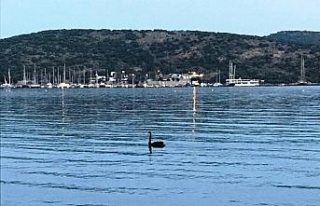 Siyah kuğu Bodrum’u ayağa kaldırdı