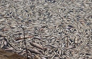 Toplu balık ölümleri tedirgin etti
