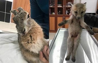 Yaralı yavru kurt ve tavşan tedavi altına alındı