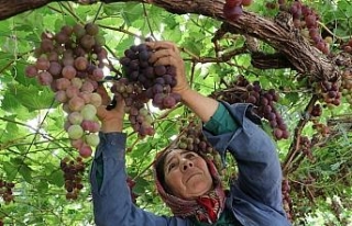 Yılın ilk üzüm hasadı üreticiyi memnun etti