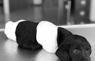 4 ayağı kesilen köpek öldü