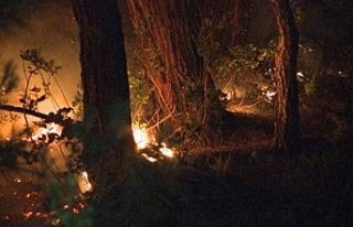 Abhazya’da orman yangını söndürülemedi