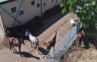 Adalar’daki fayton park havadan görüntülendi