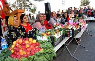 Amanoslar’da "Kayısı Festivali"