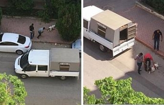 Antalya’da hayvanseverlerin tepkisini çeken görüntü
