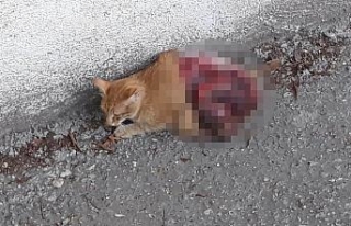 Antalya’da kediye vahşet