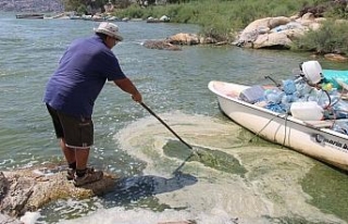 Bafa Gölü yine yeşile boyandı