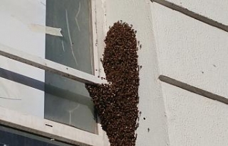 Bağcılar’da arı istilası
