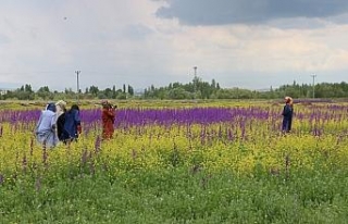 Bozkır’da açan çiçekler Sivas’a renk kattı