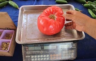 Bu domates 1 kilodan ağır !