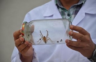 Bu örümcek yüzünden koca bir il tedirgin