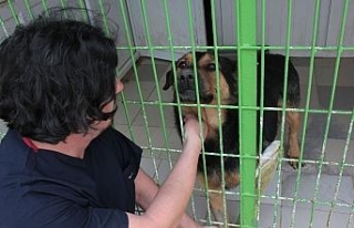 Eskişehir’de köpeğe pompalı tüfekle ateş