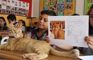 Fenomen kedi Tombi’nin dersleri ’Pekiyi’