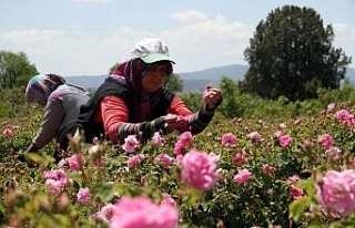 Güller Diyarı Isparta’da çifte bayram yaşanacak