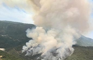 Hatay’da orman yangını