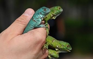 İguana yavruları ilgi odağı oldu