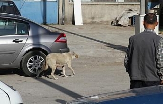 Isparta’da av tüfekli köpek katliamı