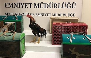 İstanbul’da horoz dövüştürenlere şok baskın...