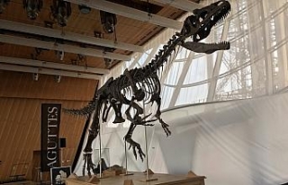 Jura Devrine ait dinozor 2 milyon dolara satıldı