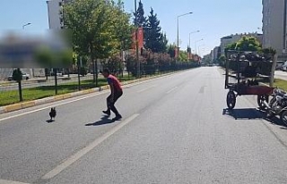 Karayolunda tavuk kovaladı