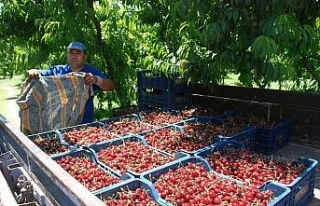 Kiraz fiyatlarında düşüş