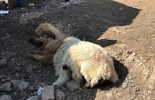 Köpeğe kuzu postu giydirdiler