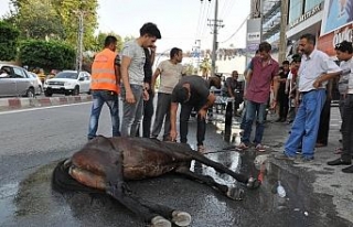 Koşmaktan yorulan at cadde ortasında telef oldu
