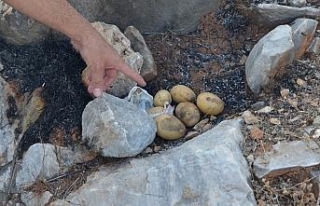 Patates pişirmek isterken yangın çıkardılar