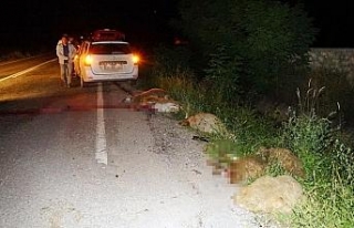 Sürüye otomobil çarptı: 22 koyun telef oldu