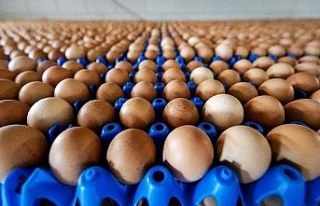 Tavuk yumurtası üretimi yüzde 3,3 azaldı