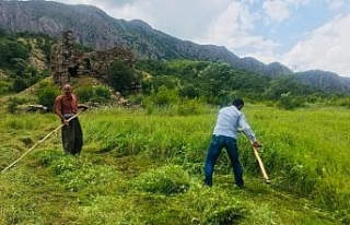 Terör yüzünden ekilemeyen araziler yeşillendi