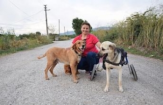 Toplanan bağışlarla sakat kalan köpeğe yürüteç...