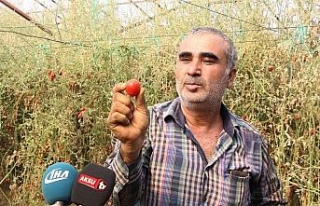 ‘tuta’ yüzünden binlerce ton domates çöpe...