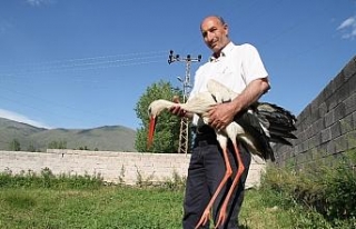 Uçamayan leyleği evinde besliyor