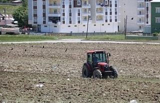 Uyanık kargalar hazıra kondu