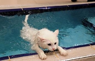 Van kedileri artık yüzebilecek