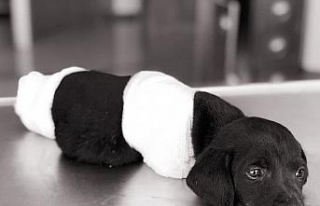 Yavru köpek vahşetinde flaş gelişme