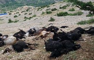 Yıldırım düştü: 32 keçi telef oldu