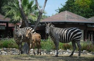 Zebra yavrusu ilgi odağı oldu