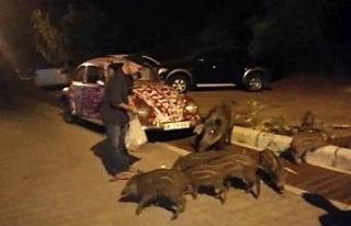Aç kalan domuzlar şehre indi: Elleriyle besliyorlar