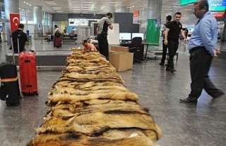 Atatürk Havalimanı’nda kaçak kürk operasyonu