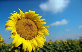 Ayçiçekleri Çorlu’yu sarıya boyadı