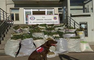 Bingöl’de 300 kilogram esrar ele geçirildi