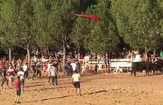 Boğa festivalinde ortalık fena karıştı