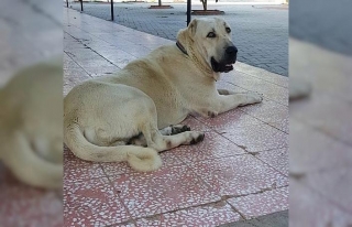 Bu köpeği bulana Antalya’da bir hafta tatil