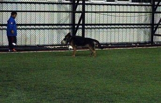 Bu köpek futbol tutkunu