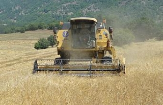 Buğdayın atası ‘siyez’in hasadı devam ediyor